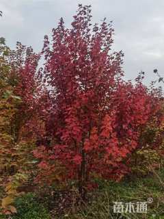 高度600厘米丛生美国红枫