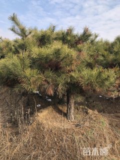 高度600厘米黑松