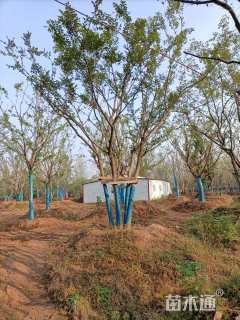 50公分丛生朴树