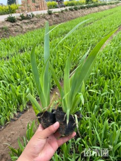 高度30厘米鸢尾