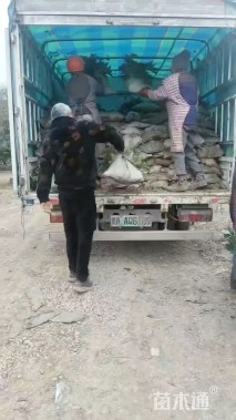 高度40厘米八角金盘