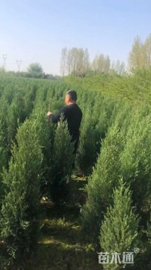 高度100厘米塔柏