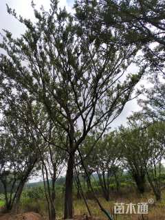 25公分朴树