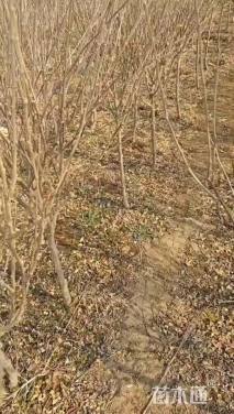 高度100厘米木槿