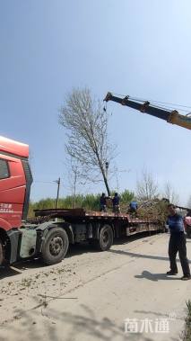 20公分美国红枫