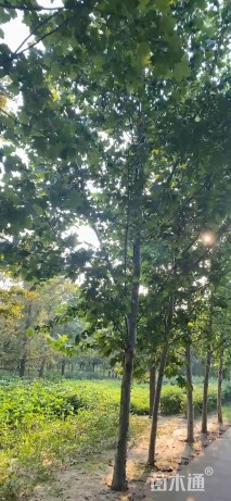20公分法桐
