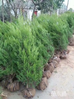 高度30厘米塔柏