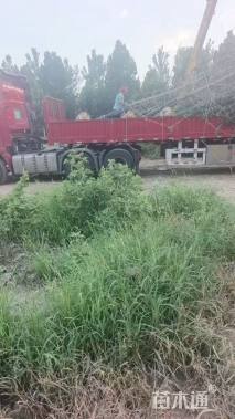 高度400厘米黑松