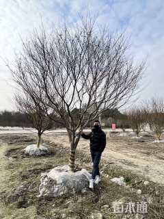 10公分中国红枫