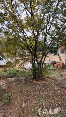 30公分(3杆)丛生朴树