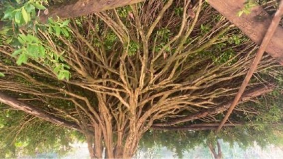 高度240厘米万年青