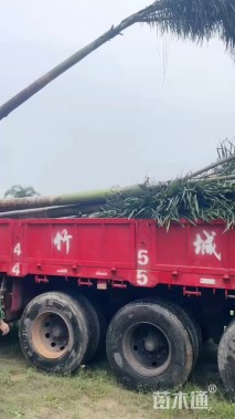 裸干高600厘米二枝棕