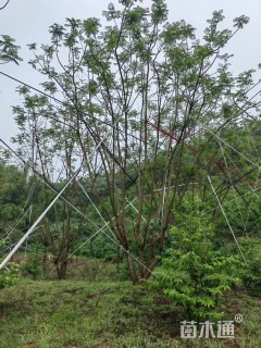 16公分(3杆)丛生蓝花楹