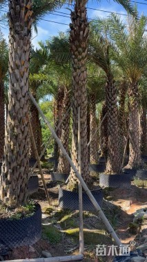 裸干高300厘米银海枣