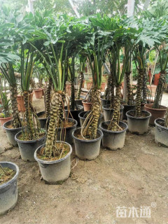 高度1200厘米春羽