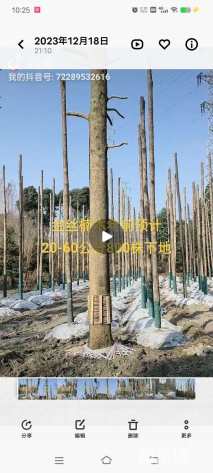 15公分金丝楠木