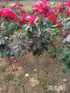 高度80厘米棒棒糖月季