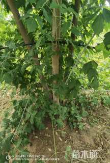 10公分金叶复叶槭