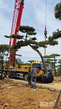 18公分造型黑松