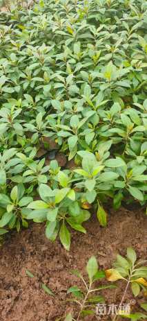 高度20厘米宿根福禄考