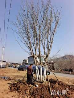 高度850厘米丛生五角枫