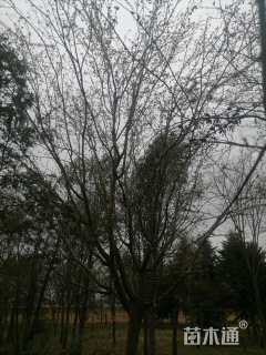 18公分木瓜海棠