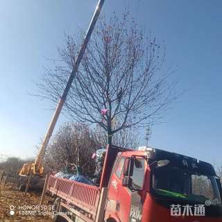 15公分八棱海棠