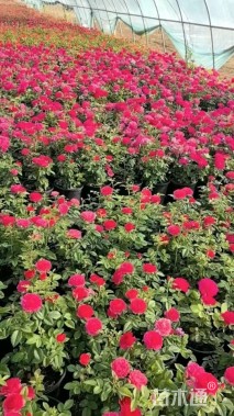 高度20厘米月季