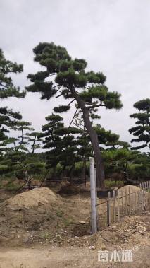 10公分造型黑松