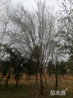 15公分木瓜海棠