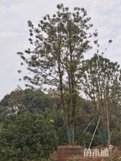 120公分丛生香樟