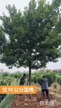 15公分国槐