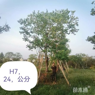 25公分乌桕