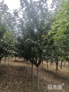 20公分日本晚樱