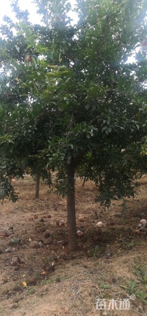 高度300厘米石榴