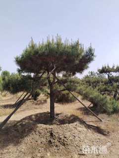 30公分造型黑松