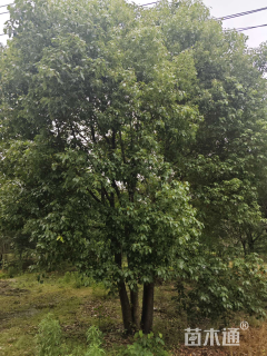 60公分丛生香樟