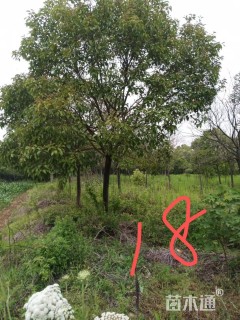 18公分大叶女贞