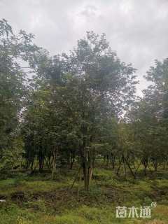 20公分黄花风铃木