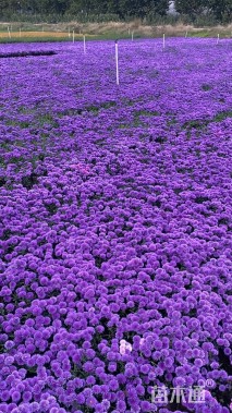 高度24厘米翠菊