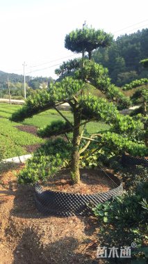 15公分造型罗汉松