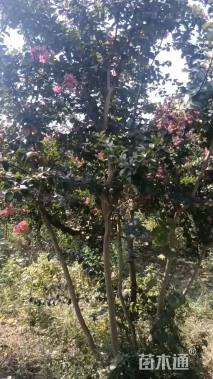 12公分红叶碧桃