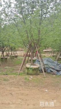 广州樱移植苗容器苗