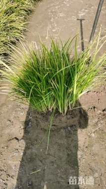 高度40厘米金叶石菖蒲