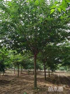 14公分染井吉野樱