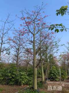 30公分大腹木棉