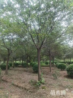 18公分朴树
