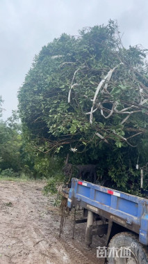 高度550厘米丛生桂花
