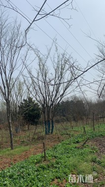 15公分(5杆)丛生榉树