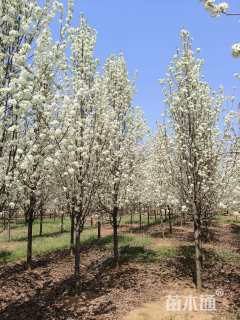 11公分彩叶豆梨